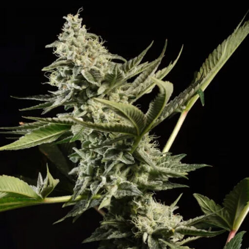 Glowstarz fem. Paradise Seeds
