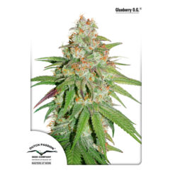 Glueberry OG fem. Dutch Passion
