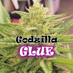 Godzilla Glue fem. Dr Underground