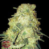 Gold Mine fem. Heavyweight Seeds