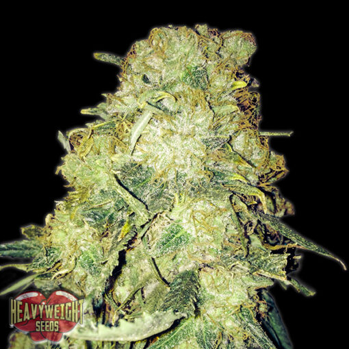 Gold Mine fem. Heavyweight Seeds