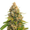 Golden Lemon Haze fem. Seedstockers