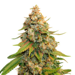 Golden Lemon Haze fem. Seedstockers
