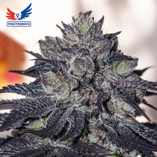 Gordo Master Kush fem. Positronics Seeds