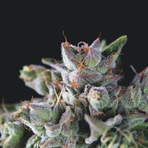 Gorila fem. Pyramid Seeds