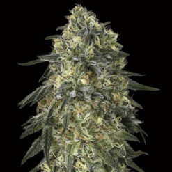 Gorilla fem. 00 Seeds