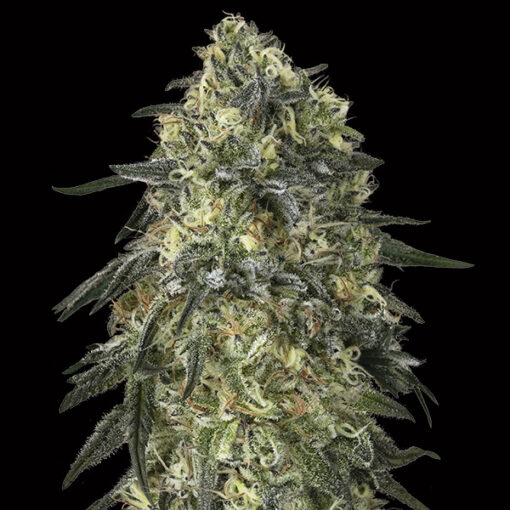 Gorilla fem. 00 Seeds