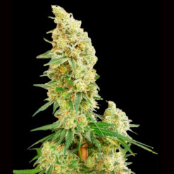 Gorilla Banana. Expert Seeds
