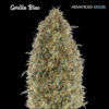 Gorilla Blue fem. Advanced Seeds