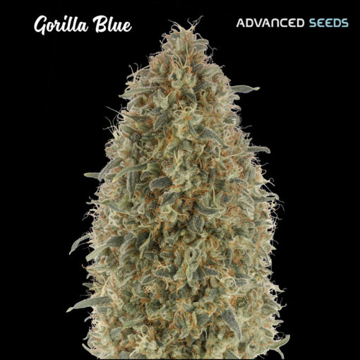 Gorilla Blue fem. Advanced Seeds