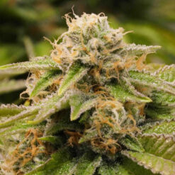 Gorilla Breath fem. Humboldt Seed Organization