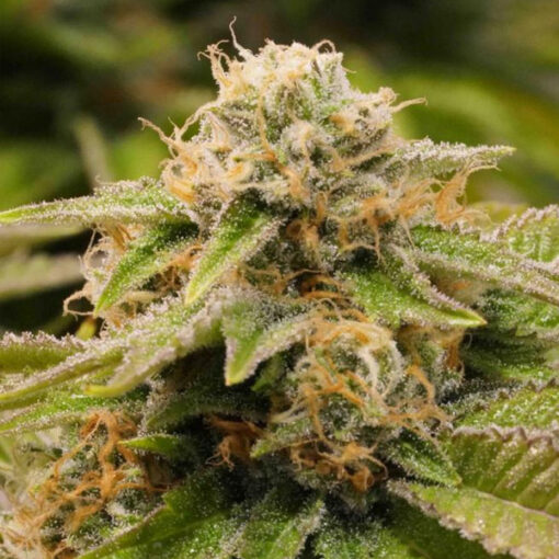 Gorilla Breath fem. Humboldt Seed Organization
