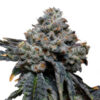 Gorilla Cheese. Expert Seeds