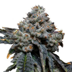 Gorilla Cheese. Expert Seeds