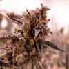 Gorilla Cookies. Expert Seeds