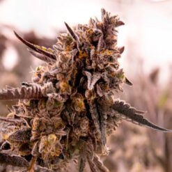 Gorilla Cookies. Expert Seeds