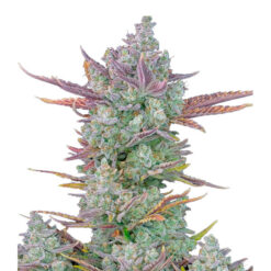 Gorilla Cookies Auto fem. FastBuds Seeds