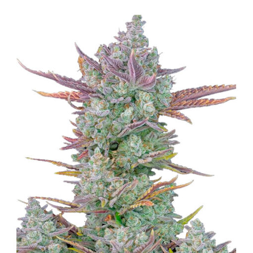 Gorilla Cookies Auto fem. FastBuds Seeds
