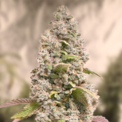 Gorilla Cookies Fast High Speed Buds