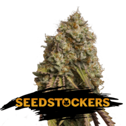 Gorilla Cookies fem. Seedstockers