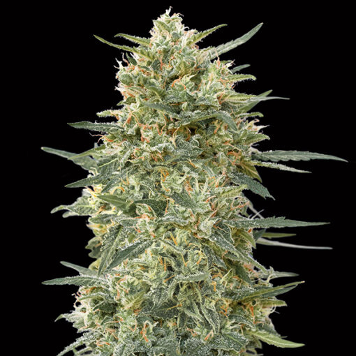 Gorilla Fast fem. 00 Seeds