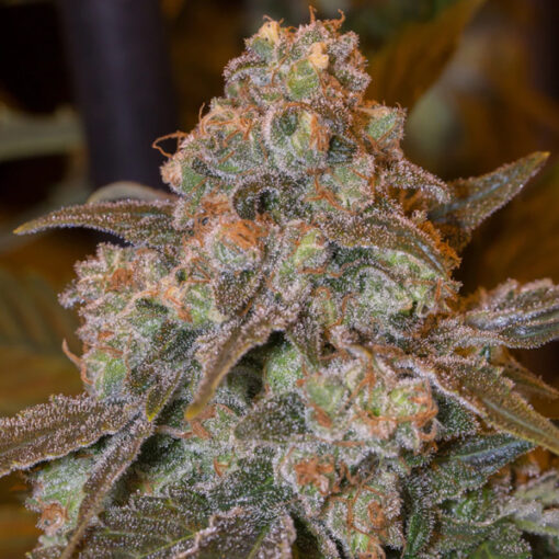 Gorilla Frost fem. Silent Seeds