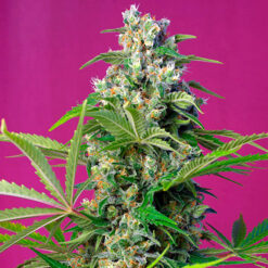 Gorilla Girl  fem. Sweet Seeds