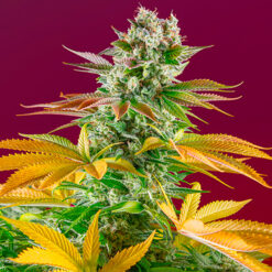 Gorilla Girl F1 Fast Version fem. Sweet Seeds