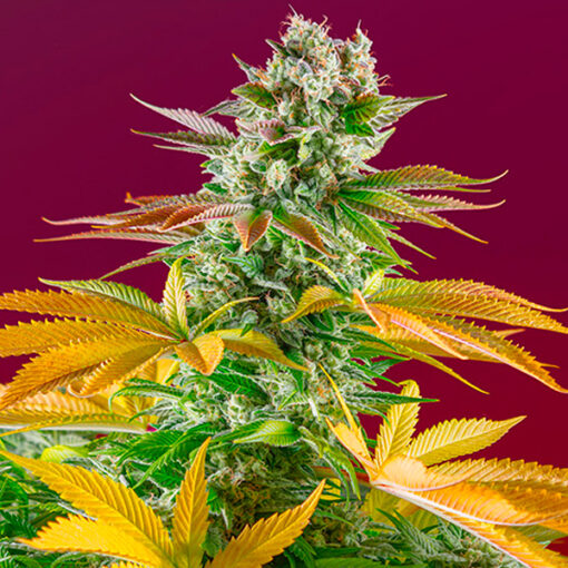 Gorilla Girl F1 Fast Version fem. Sweet Seeds