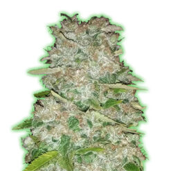 Gorilla Glue fem. Monster Genetics
