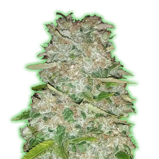 Gorilla Glue fem. Monster Genetics
