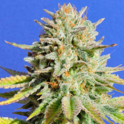 Gorilla Glue # 4 fem. Original Sensible