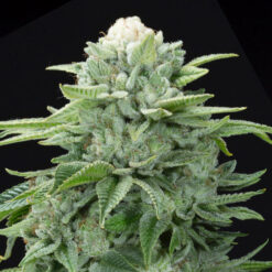 Gorilla Glue #4 S1 fem. Elev8 Seeds