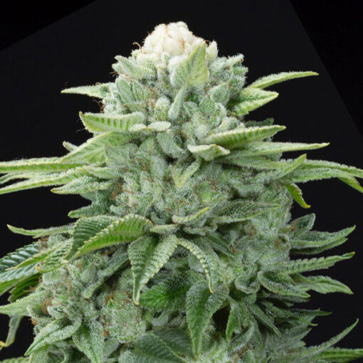Gorilla Glue #4 S1 fem. Elev8 Seeds