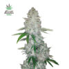 Gorilla Glue Auto fem. FastBuds Seeds