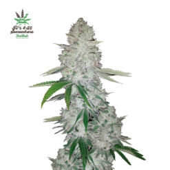 Gorilla Glue Auto fem. FastBuds Seeds