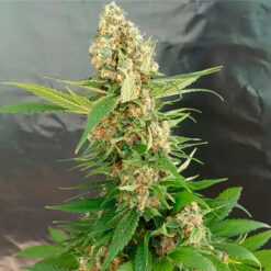Gorilla Ice Cream. Expert Seeds