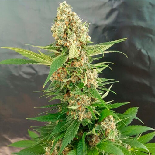 Gorilla Ice Cream. Expert Seeds