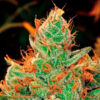 Gorilla Lilly. Expert Seeds