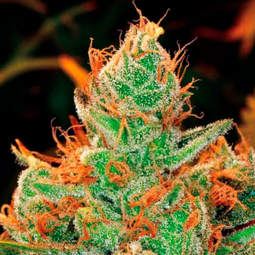 Gorilla Lilly. Expert Seeds