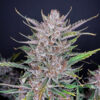 Gorilla Punch Auto fem. FastBuds Seeds