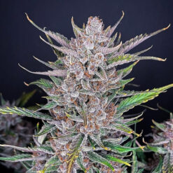 Gorilla Punch Auto fem. FastBuds Seeds