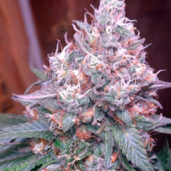 Gorilla SFV OG. Expert Seeds
