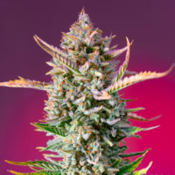 Gorilla Sherbet f1 Fast Version fem. Sweet Seeds