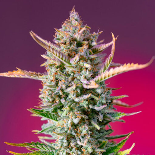 Gorilla Sherbet f1 Fast Version fem. Sweet Seeds