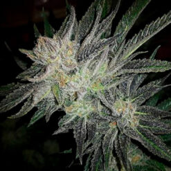 Gorilla White Widow. Expert Seeds