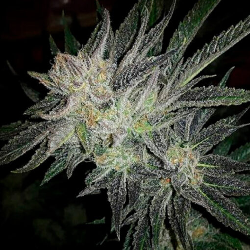 Gorilla White Widow. Expert Seeds