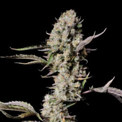 Gorilla Zkittlez Auto fem. FastBuds Seeds