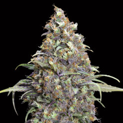 Grand Daddy Purple fem. 00 Seeds