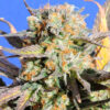 Grandaddy Black fem. Original Sensible